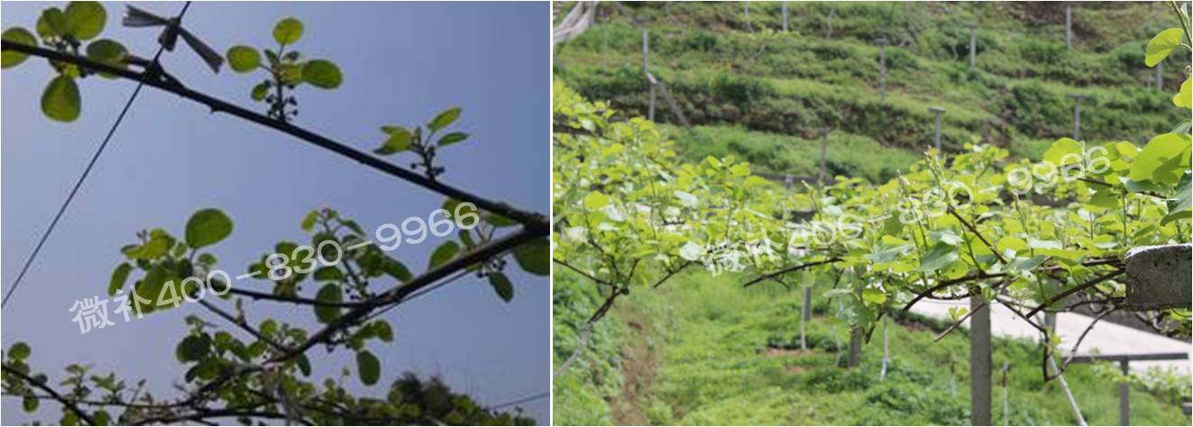 獼猴桃萌芽期如何施肥，才能促進(jìn)萌芽齊、萌芽壯？