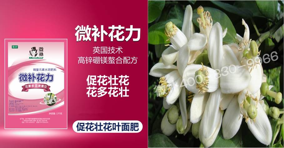 蜜柚促花壯花除了補(bǔ)磷還需要補(bǔ)硼鋅？