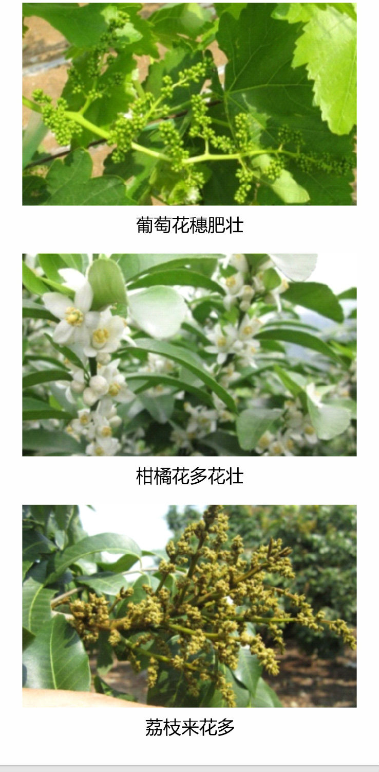 因迪樂(lè)有機(jī)促花素手機(jī)_04.jpg