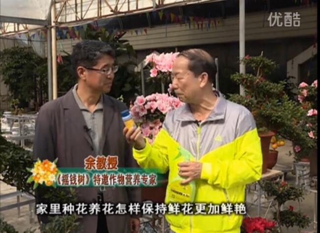 20160118珠江臺(tái)搖錢樹：家庭花卉用綠夫人600度鮮花營(yíng)養(yǎng)液，花開鮮艷、花期長(zhǎng)