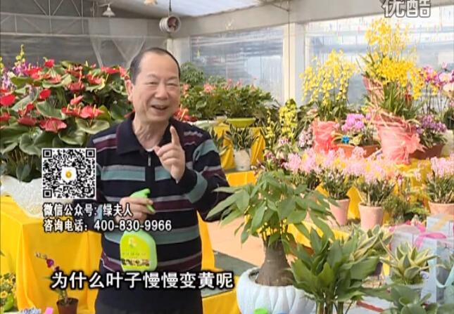 20160307珠江臺搖錢樹：陰生植物也不好種，黃葉多長勢弱？用綠夫人來呵護(hù)