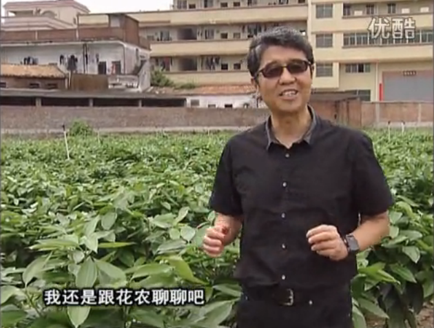 20160606珠江臺搖錢樹：觀葉植物用微補方案，壯根提長、保葉抗病好！