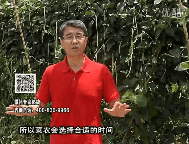 20160718珠江臺搖錢樹：瓜果蔬菜用微補(bǔ)水肥方案，結(jié)果多、有產(chǎn)量