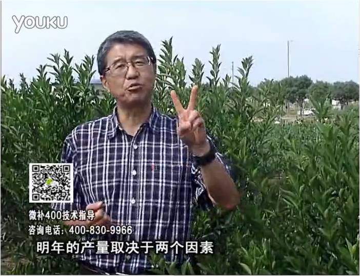 20161205珠江臺(tái)搖錢樹：柑橘噴施微補(bǔ)花力+碧力、下因迪樂有機(jī)肥，促花恢復(fù)長(zhǎng)勢(shì)好