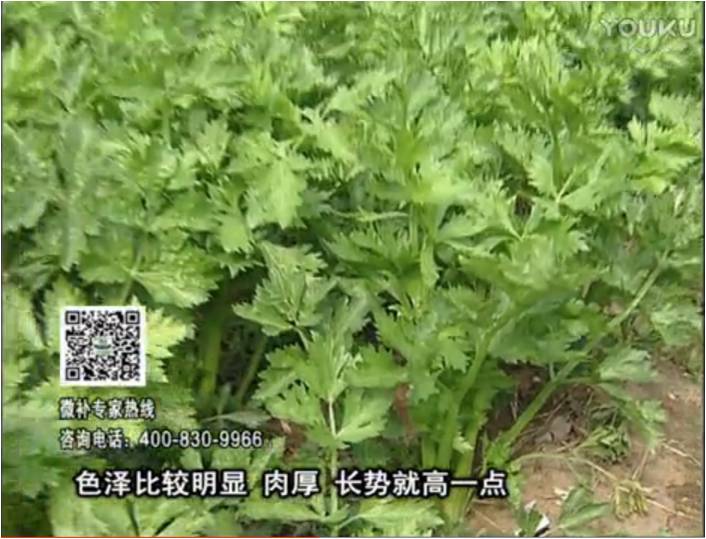 20170109珠江臺搖錢樹：葉菜如何種？長勢好又高產(chǎn)！